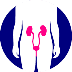 Iconography showing where someone's bladder and kidneys are located.